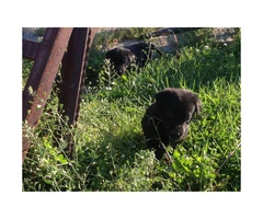 Black Labrador puppy for sale - 2