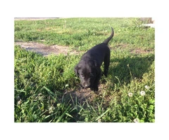 Black Labrador puppy for sale - 3