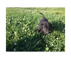 Black Labrador puppy for sale - 4