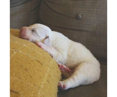 2 males left Great Pyrenees Puppies for Sale