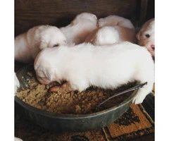 2 males left Great Pyrenees Puppies for Sale - 2