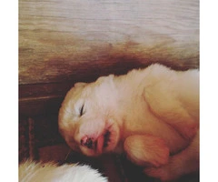 2 males left Great Pyrenees Puppies for Sale - 3