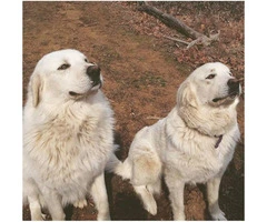 2 males left Great Pyrenees Puppies for Sale - 4