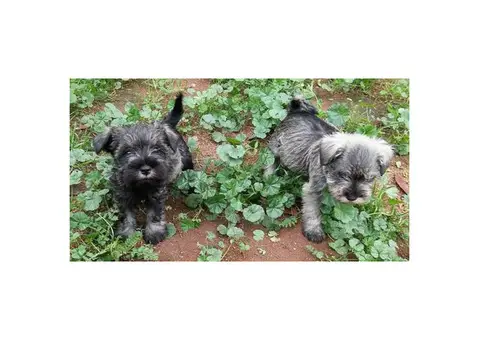 Non shed mini schnauzer puppies
