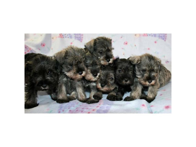 Non shed mini schnauzer puppies in San Diego, California - Puppies for Sale Near Me