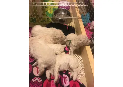 Poodle Puppies for Sale with Limited AKC registration
