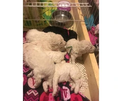 Poodle Puppies for Sale with Limited AKC registration - 1