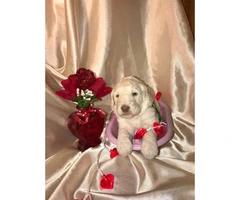 Poodle Puppies for Sale with Limited AKC registration - 2