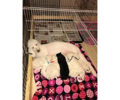 Poodle Puppies for Sale with Limited AKC registration - 3