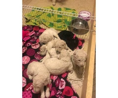 Poodle Puppies for Sale with Limited AKC registration - 4