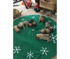 Adorable Pug weenie pups for sale