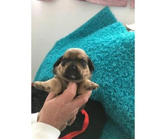 Adorable Pug weenie pups for sale - 2