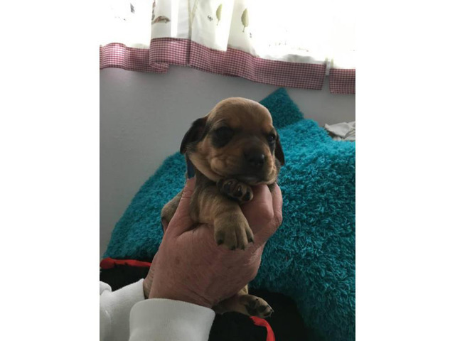 Adorable Pug weenie pups for sale Eagle - Puppies for Sale Near Me