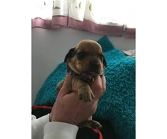 Adorable Pug weenie pups for sale - 3