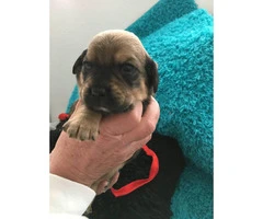 Adorable Pug weenie pups for sale - 4