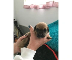 Adorable Pug weenie pups for sale - 5
