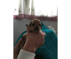 Adorable Pug weenie pups for sale - 6