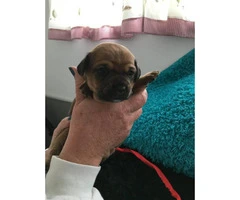 Adorable Pug weenie pups for sale - 7