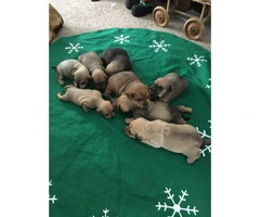 Adorable Pug weenie pups for sale - 8