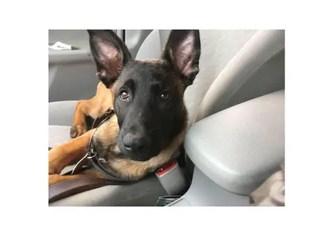 Purebred Belgian Malinois for Sale