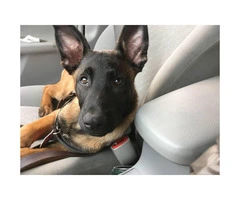 Purebred Belgian Malinois for Sale