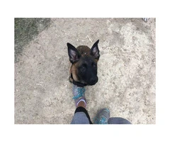 Purebred Belgian Malinois for Sale - 2