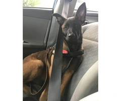 Purebred Belgian Malinois for Sale - 4
