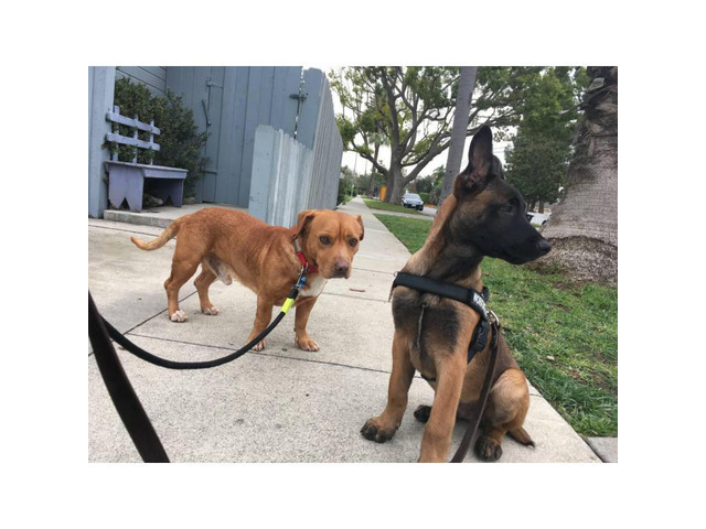 Purebred Belgian Malinois for Sale in Los Angeles