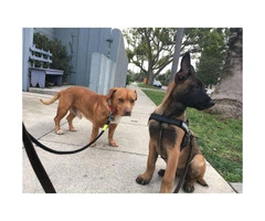 Purebred Belgian Malinois for Sale - 5