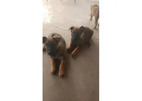 Very healthy and active Belgian Malinois Puppies for Sale