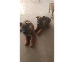 Very healthy and active Belgian Malinois Puppies for Sale