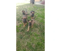 Very healthy and active Belgian Malinois Puppies for Sale - 2