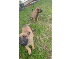 Very healthy and active Belgian Malinois Puppies for Sale - 3