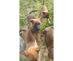 Very healthy and active Belgian Malinois Puppies for Sale - 4