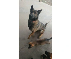 Very healthy and active Belgian Malinois Puppies for Sale - 5