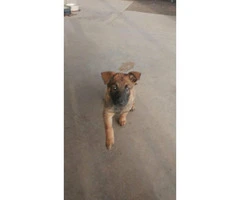 Very healthy and active Belgian Malinois Puppies for Sale - 6