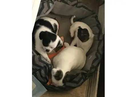 3 female ShiChi puppies for sale