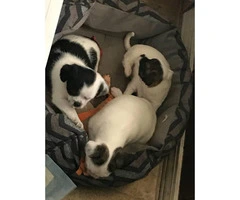 3 female ShiChi puppies for sale