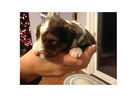 Purebred Shetland Sheepdogs Shelties Puppies for Sale