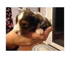 Purebred Shetland Sheepdogs Shelties Puppies for Sale