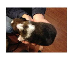 Purebred Shetland Sheepdogs Shelties Puppies for Sale - 2