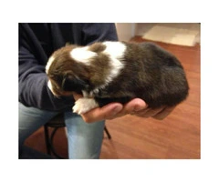 Purebred Shetland Sheepdogs Shelties Puppies for Sale - 3