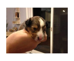 Purebred Shetland Sheepdogs Shelties Puppies for Sale - 4