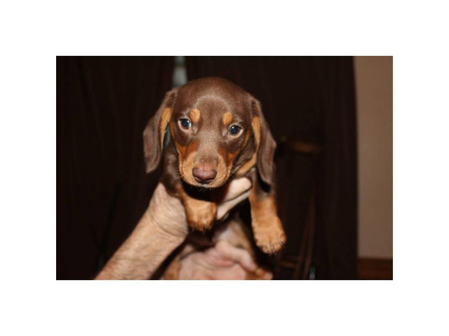 Ckc registered chocolate dachshund puppy for sale in