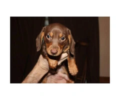 Ckc registered chocolate dachshund puppy for sale
