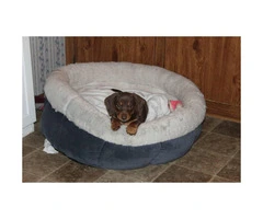 Ckc registered chocolate dachshund puppy for sale - 2