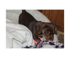 Ckc registered chocolate dachshund puppy for sale - 3