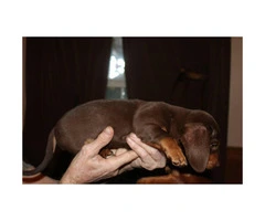 Ckc registered chocolate dachshund puppy for sale - 4
