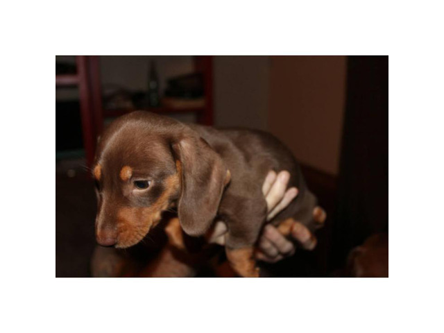 Ckc registered chocolate dachshund puppy for sale in