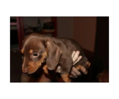 Ckc registered chocolate dachshund puppy for sale - 5